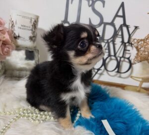 Chihuahua Puppy For Adoption