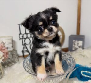 Adorable Chihuahua Puppy For Adoption