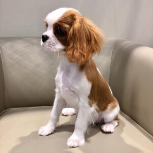 Teacup Yorkie Puppy Available For Adoption Small and Playful