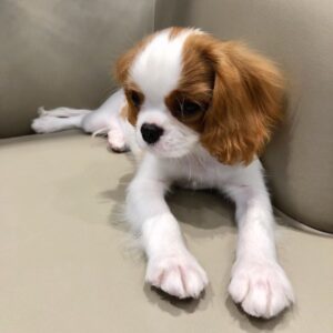 ADORABLE PUPPY
