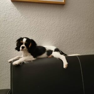 Cavalier King Charles Spaniel