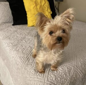 Yorkie For Adoption